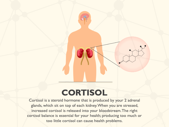 Cortisol PPT Slide 1