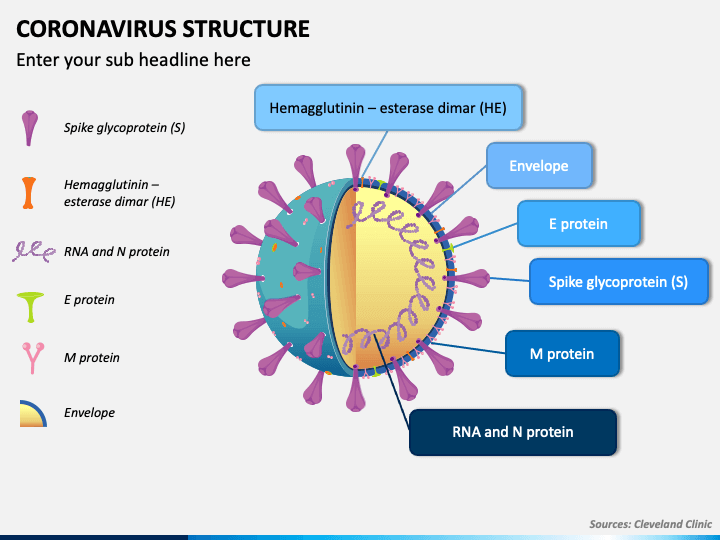 Coronavirus Structure PPT Slide 1